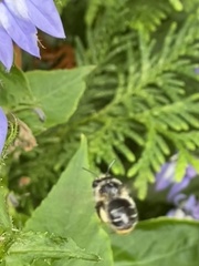Anthophora terminalis
