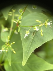 Circaea erubescens