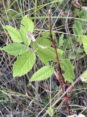 Rosa acicularis