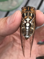 Megatibicen tremulus