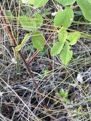 Rosa acicularis