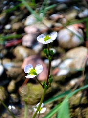Alisma lanceolatum