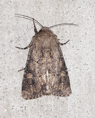 Luperina testacea