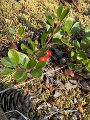 Arctostaphylos uva-ursi