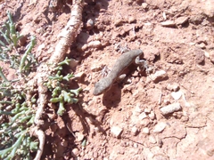 Alsophylax pipiens
