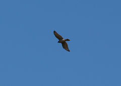 Accipiter