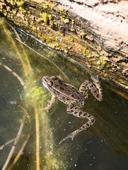 Lithobates pipiens