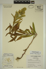 Solidago fallax molina