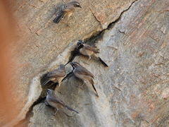 Amphispiza bilineata