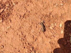 Alsophylax pipiens
