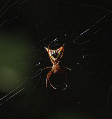 Micrathena sagittata