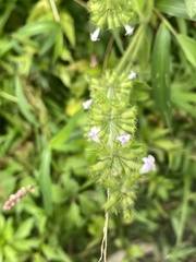 Clinopodium chinense