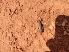 Alsophylax pipiens