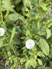 Convolvulus arvensis