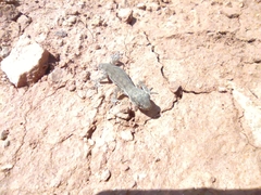 Alsophylax pipiens