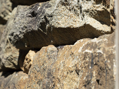 Nerodia sipedon sipedon