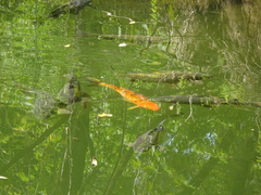Cyprinus rubrofuscus