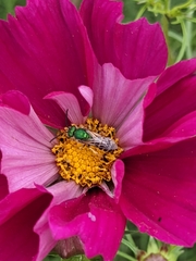 Agapostemon virescens