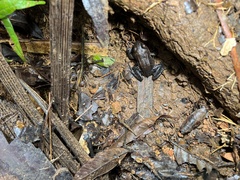Leptodactylus