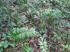 Polygonatum multiflorum
