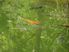 Cyprinus rubrofuscus
