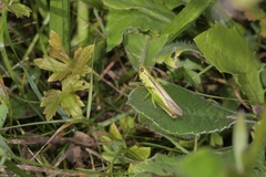 Mecostethus parapleurus