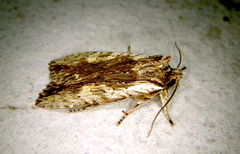 Lithophane hemina