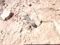 Alsophylax pipiens