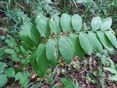 Polygonatum multiflorum
