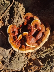Ganoderma sessile