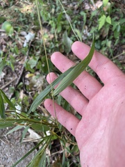 Setaria viridis