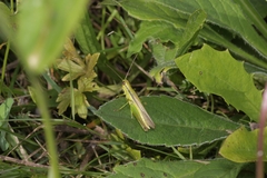 Mecostethus parapleurus
