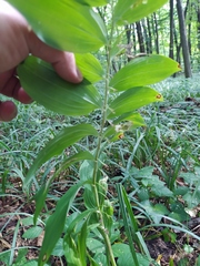Polygonatum multiflorum