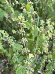 Melissa officinalis
