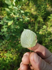 Phyllocnistis populiella