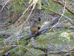 Callipepla gambelii