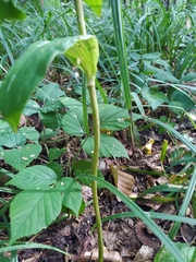 Polygonatum multiflorum