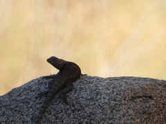 Sceloporus orcutti