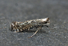 Parornix geminatella