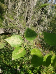 Betula neoalaskana