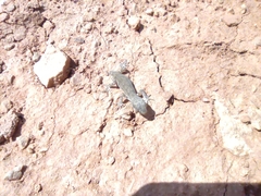 Alsophylax pipiens