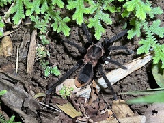 Theraphosinae