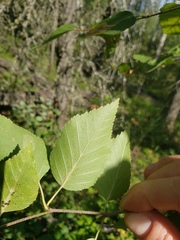 Betula neoalaskana