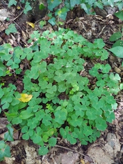Oxalis acetosella
