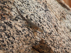 Sceloporus orcutti