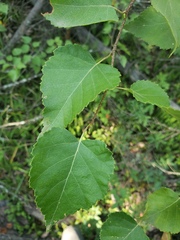 Betula neoalaskana