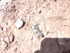 Alsophylax pipiens