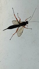 Pimpla rufipes