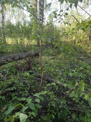 Betula neoalaskana