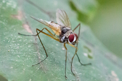Cholomyia inaequipes